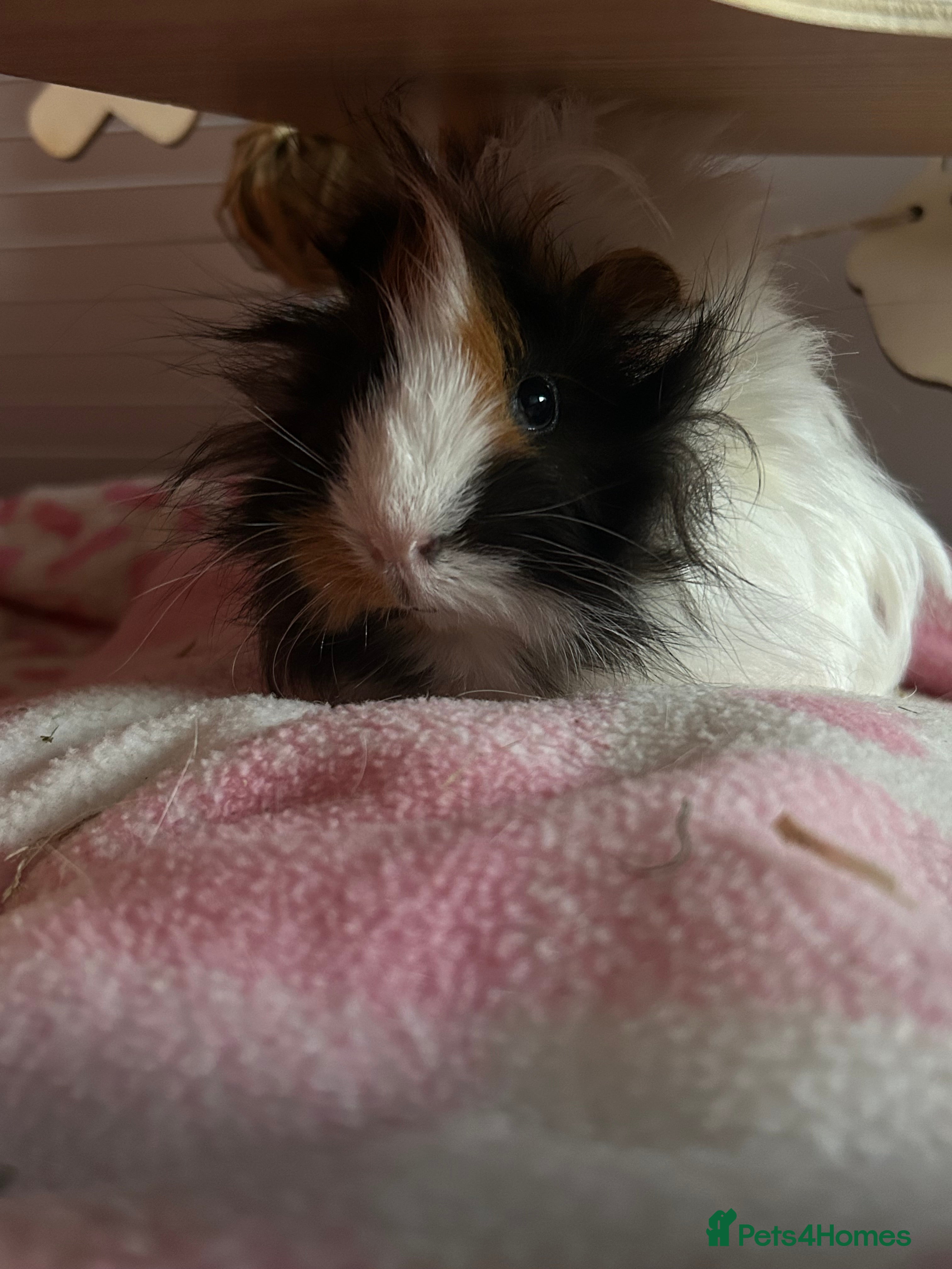 Guinea Pig rodents Female peruvian guinea pigs - Advert 1