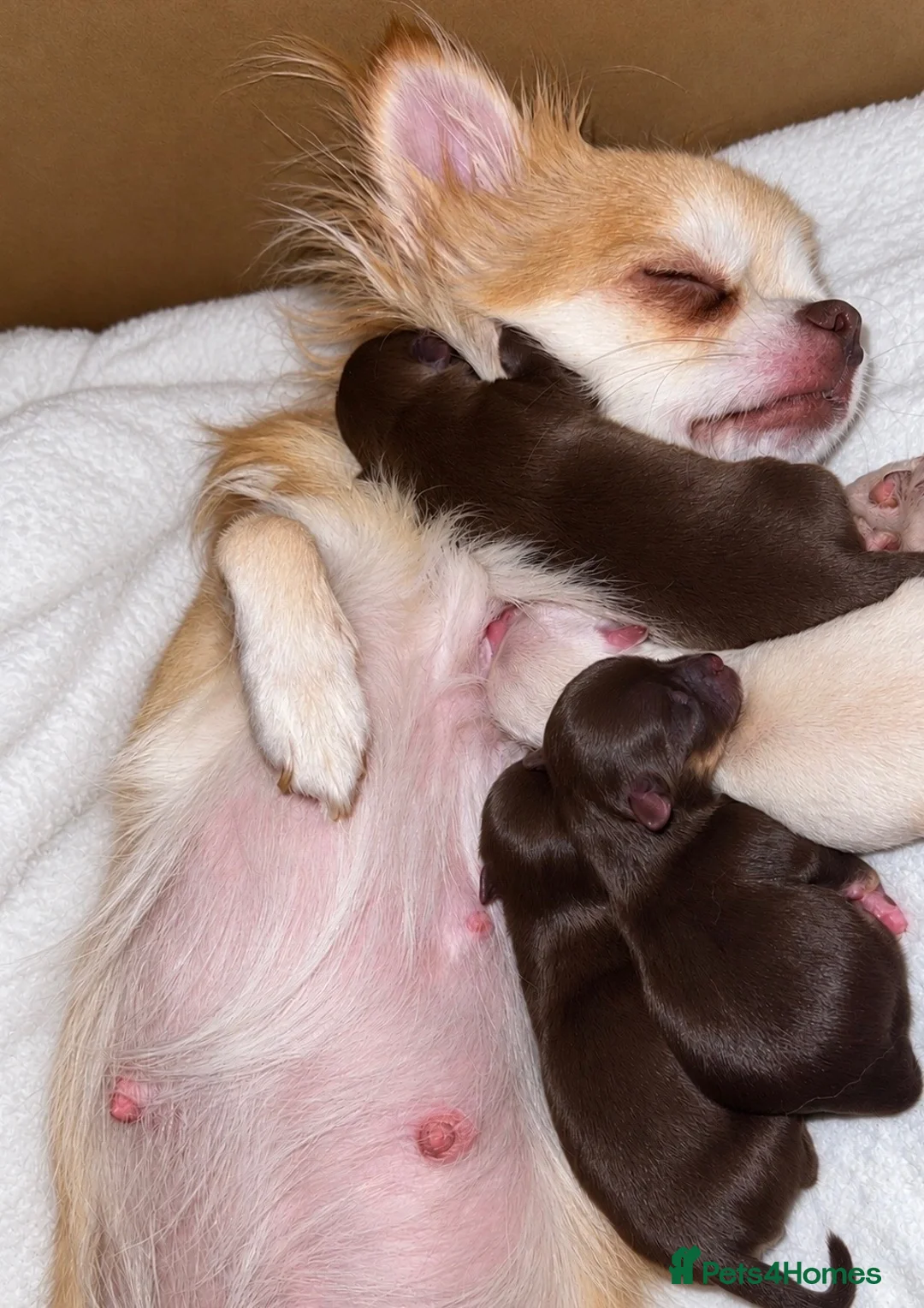 Chihuahua dogs for sale: 2 boys left! Quality long haired apple Chihuahuas  - Advert 1