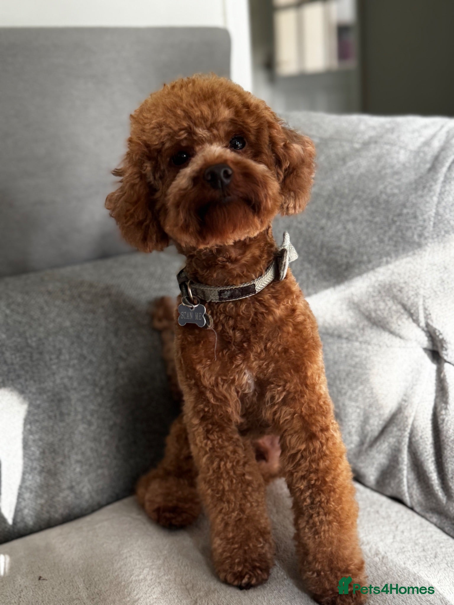 Miniature Poodle dogs Miniature Poodle Stud  - Advert 15
