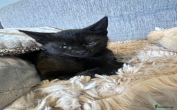 Domestic Shorthair cats for sale: Amazingly Tame, Beautiful Female Kittens  - Image 19