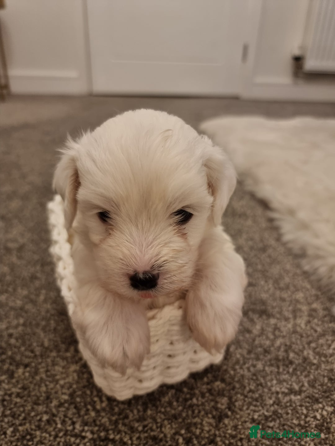 Maltipoo dogs for sale: Beautiful Maltipoo Puppies - Advert 7