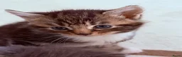 Mixed Breed cats for sale: Beautiful kittens available  - Advert 6