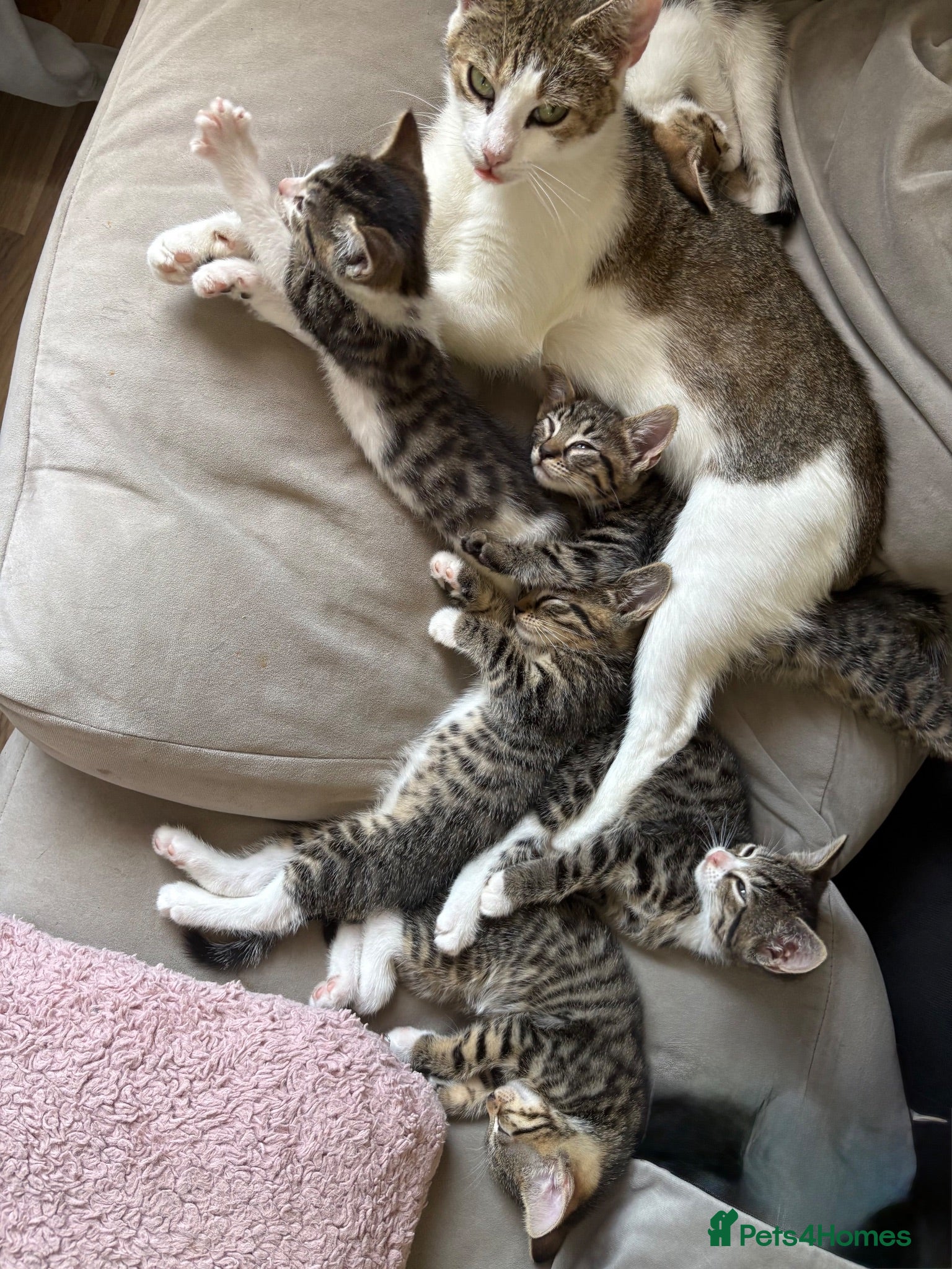 Mixed Breed cats 7 beautiful kittens - Advert 1