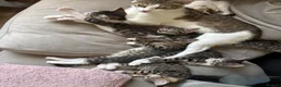 Mixed Breed cats for sale: 7 beautiful kittens - Advert 1