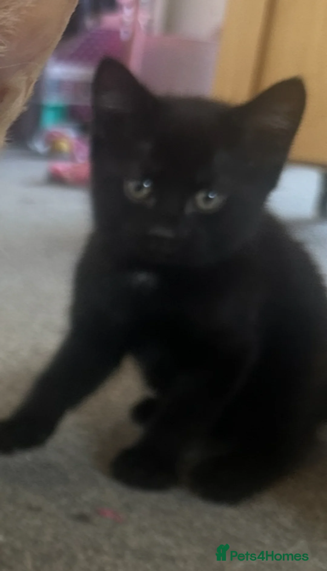 Mixed Breed cats for sale: 4 male kittens for sale - Advert 2