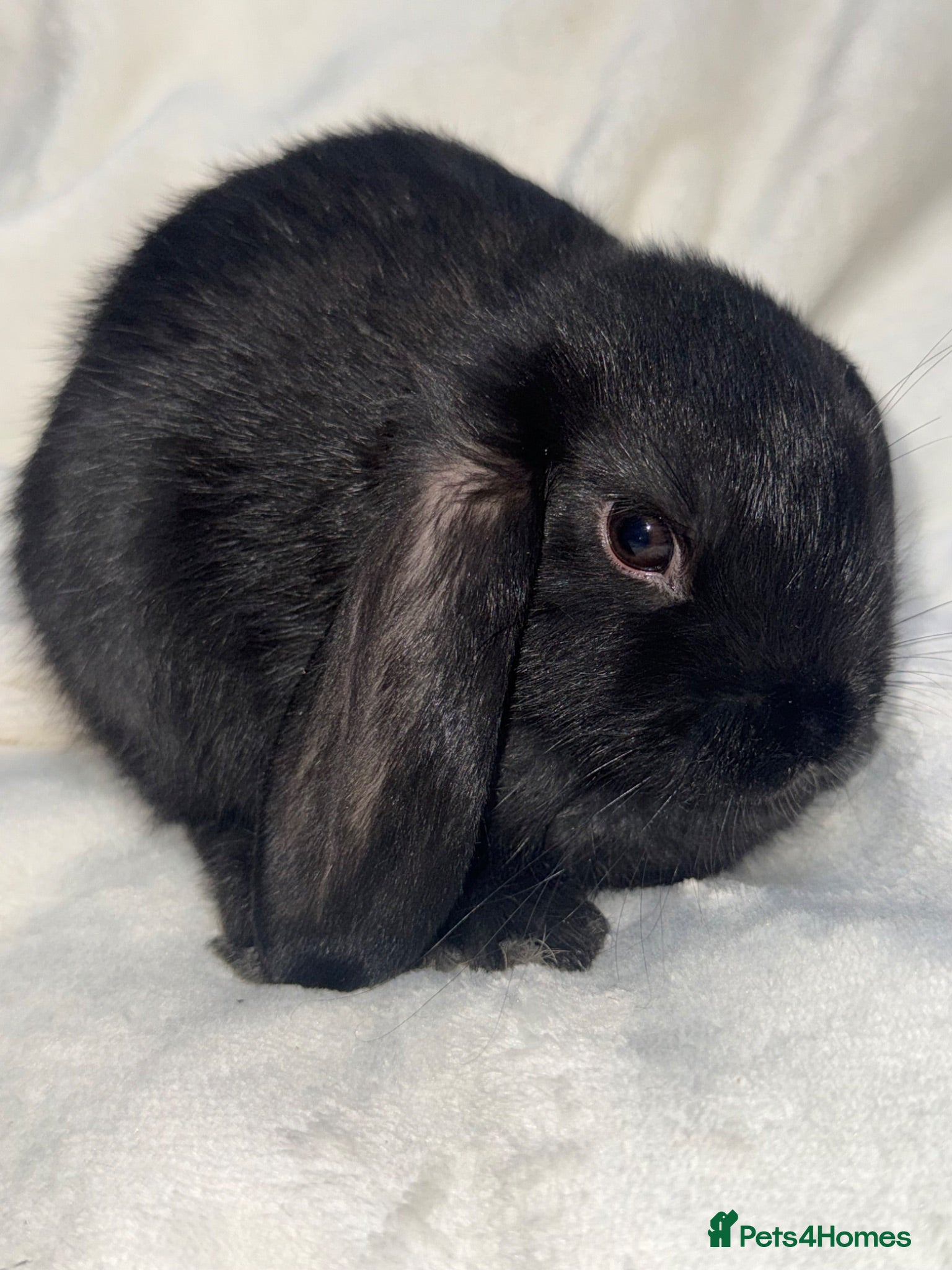 Mini Lop rabbits Beautiful mini lop bunnies - Advert 1
