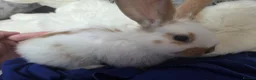 Continental Giant rabbits for sale: Beautiful giant rabbits  - Advert 2