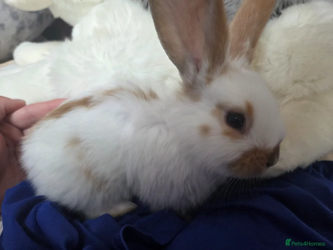 Continental Giant rabbits for sale: Beautiful giant rabbits  - Advert 2