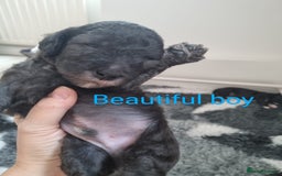 Bedlington Terrier dogs for sale: Bedlington terrier pups. 1 boy, 1 girl available  - Image 5
