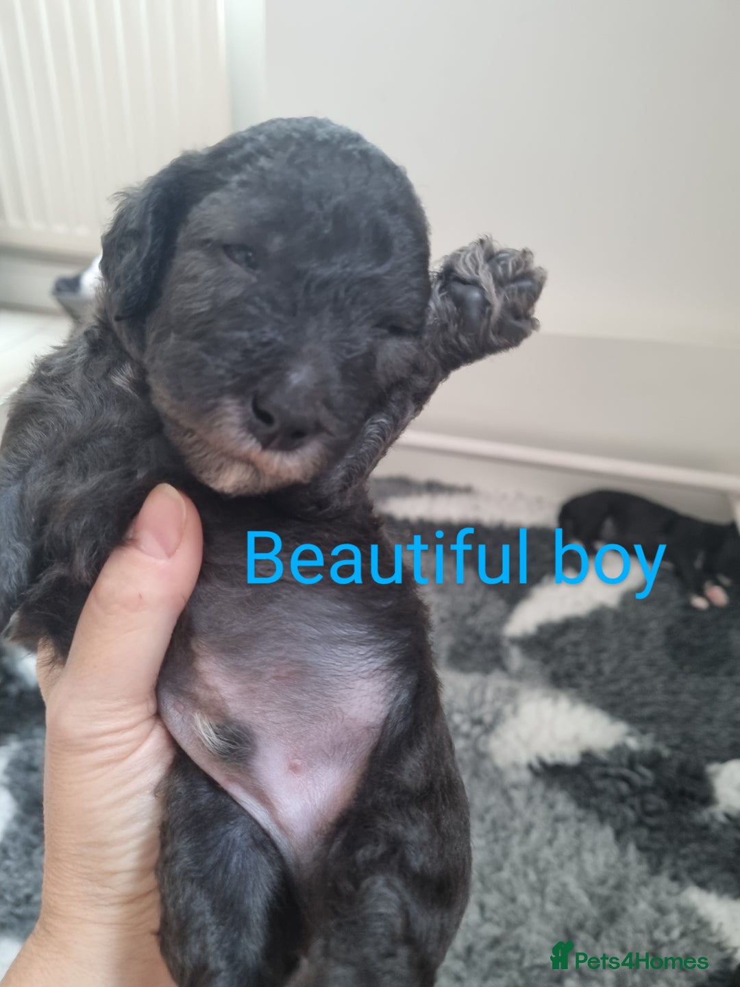 Bedlington Terrier dogs for sale: Bedlington terrier pups. 1 boy, 1 girl available  - Image 5