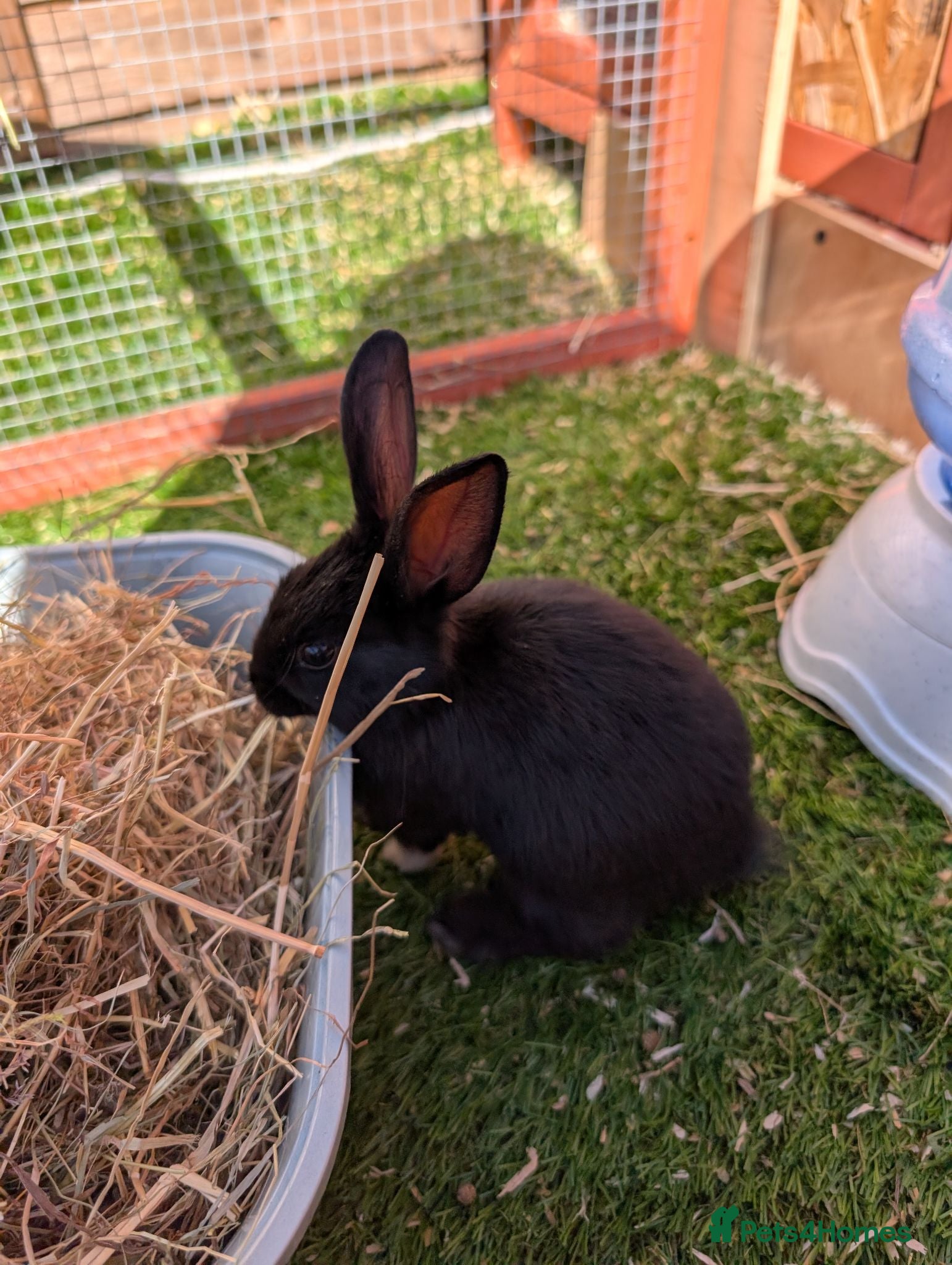 Mixed Breed rabbits Beautiful baby bunnies  - Advert 20