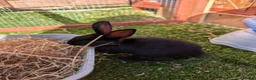 Mixed Breed rabbits for sale: Beautiful baby bunnies  - Advert 1