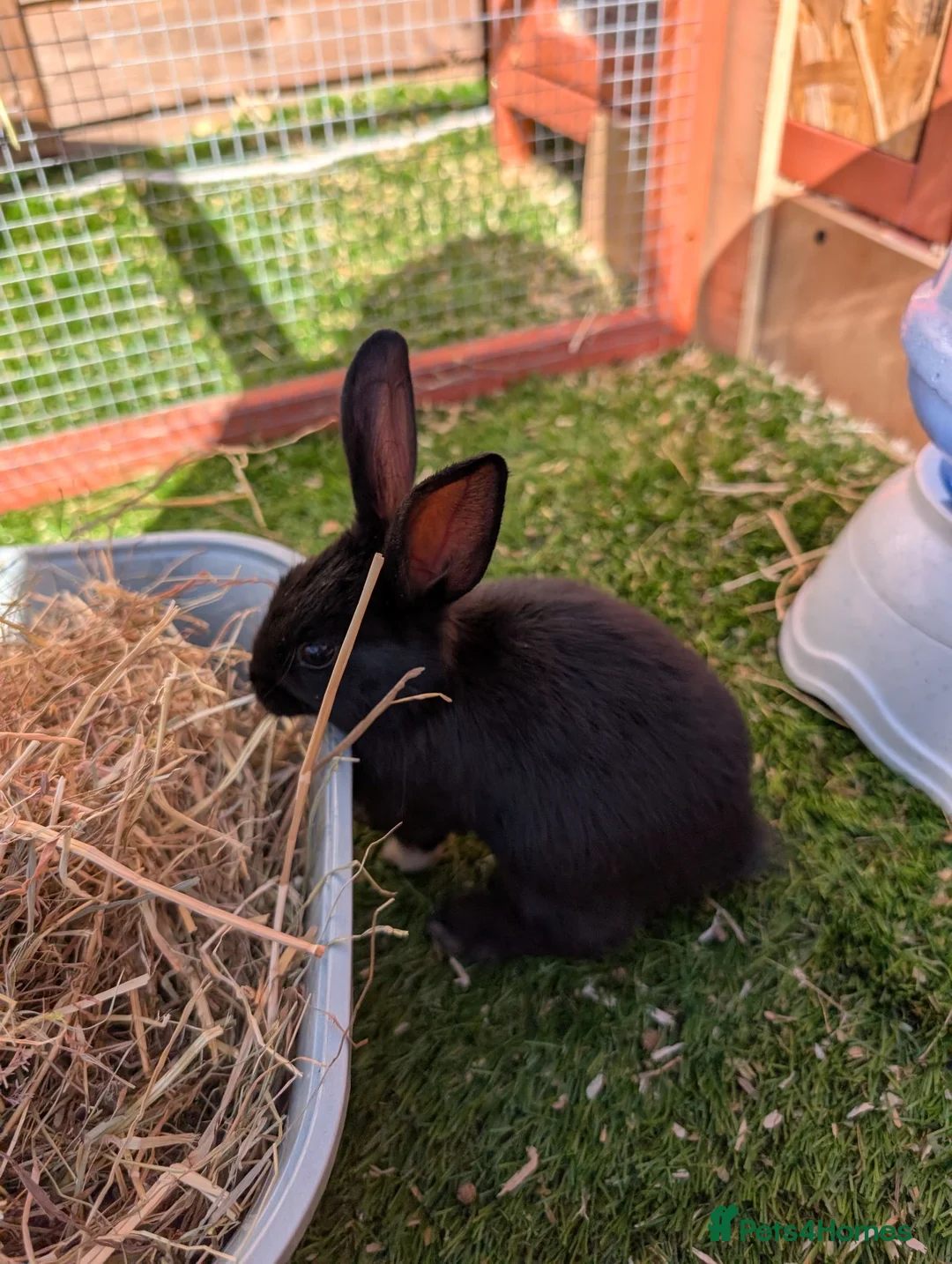 Mixed Breed rabbits for sale: Beautiful baby bunnies  - Advert 1