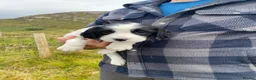 English Springer Spaniel dogs for sale: Springer Spaniel Puppies – 3 Girls Available - Advert 17