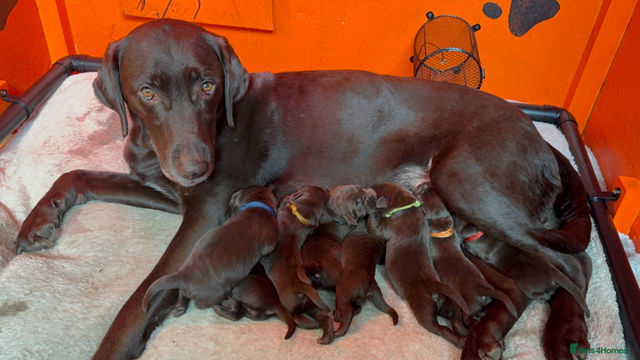 Labrador Retriever dogs FULLY VACCINATED & DEWORMED CAN LEAVE NOW! - Advert 2