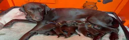 Labrador Retriever dogs for sale: FULLY VACCINATED & DEWORMED CAN LEAVE NOW! - Advert 1