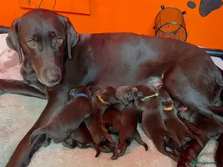Labrador Retriever dogs FULLY VACCINATED & DEWORMED CAN LEAVE NOW! - Advert 2