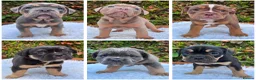 Olde English Bulldogge dogs for sale: Champion Sired Health Tested OEB puppies - Advert 8