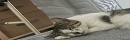 Domestic Shorthair cats for sale: White domestic shorthair kitten looking for a home - Advert 3