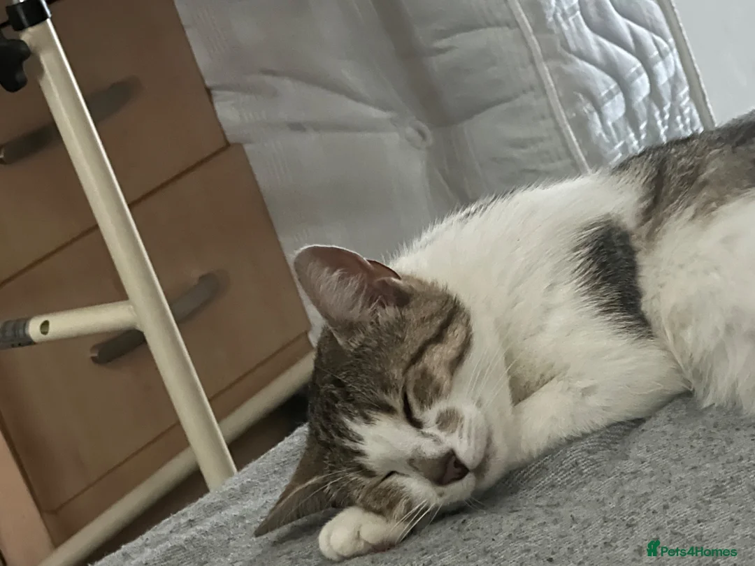 Domestic Shorthair cats for sale: White domestic shorthair kitten looking for a home - Advert 3