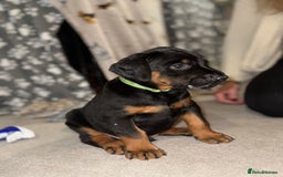 Dobermann dogs for sale: Stunning Top/Best Bloodline Dobermanns For Sale* - Advert 1