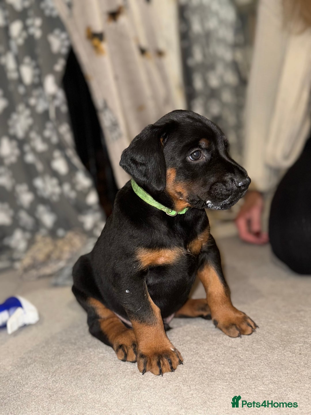 Dobermann dogs for sale: Stunning Top/Best Bloodline Dobermanns For Sale* - Advert 1