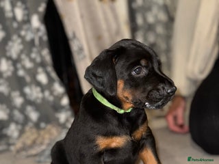 Dobermann dogs Stunning Top/Best Bloodline Dobermanns For Sale* - Advert 5