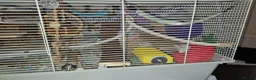 Mouse rodents for sale: 2 little girl mice need a new home.  - Advert 3