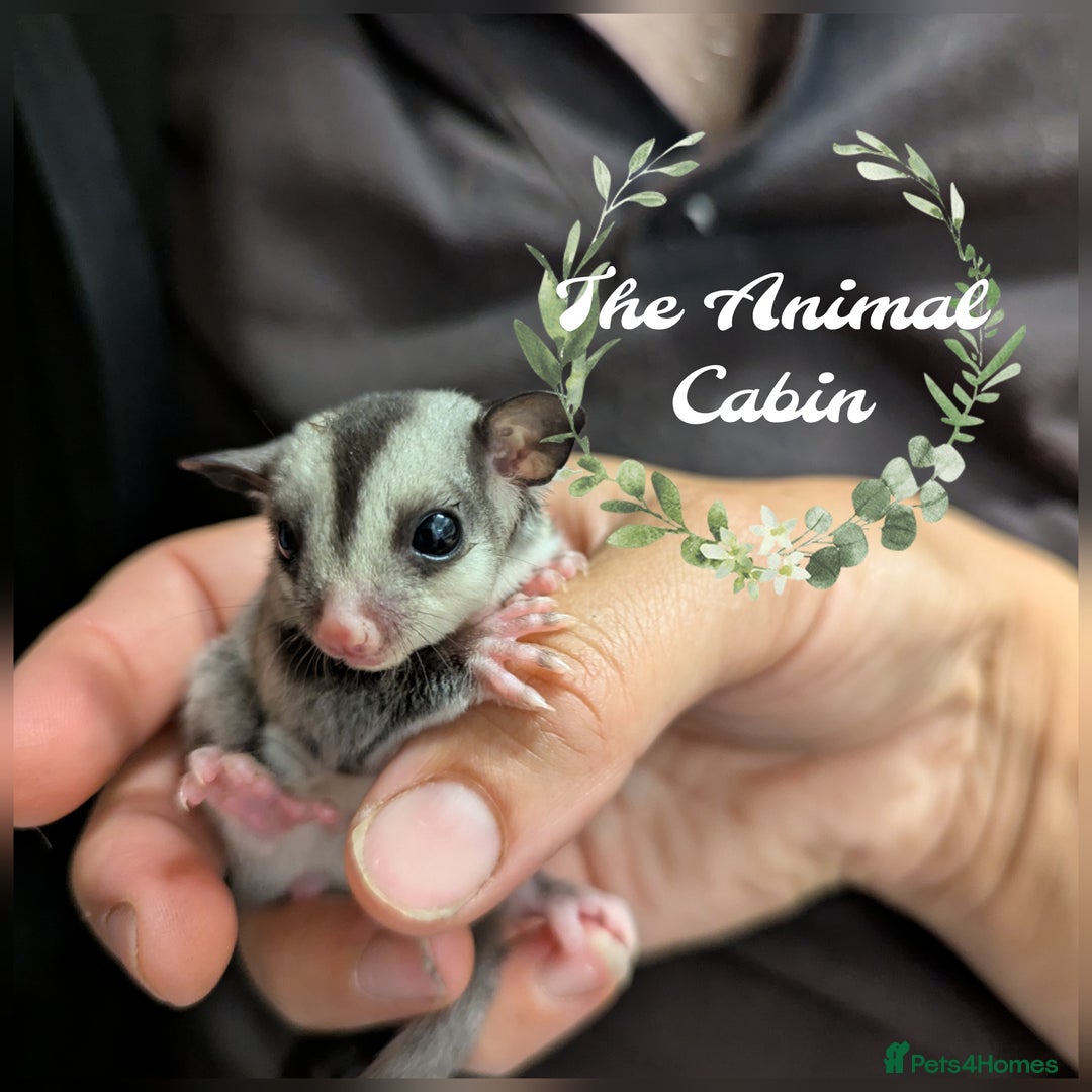 Sugar Gliders. SOLD BUT MORE AVAILABLE SOON for sale in Chesterfield |  Pets4Homes
