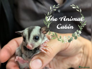 Mouse rodents Sugar Gliders. SOLD BUT MORE AVAILABLE SOON - Advert 7