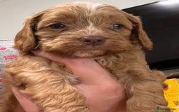 Cavapoo dogs for sale: Cavapoo crossed cavapoo f2 toy puppies - Image 7