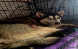 Siberian Husky dogs for sale: Perfect Mini Husky puppies - Image 17