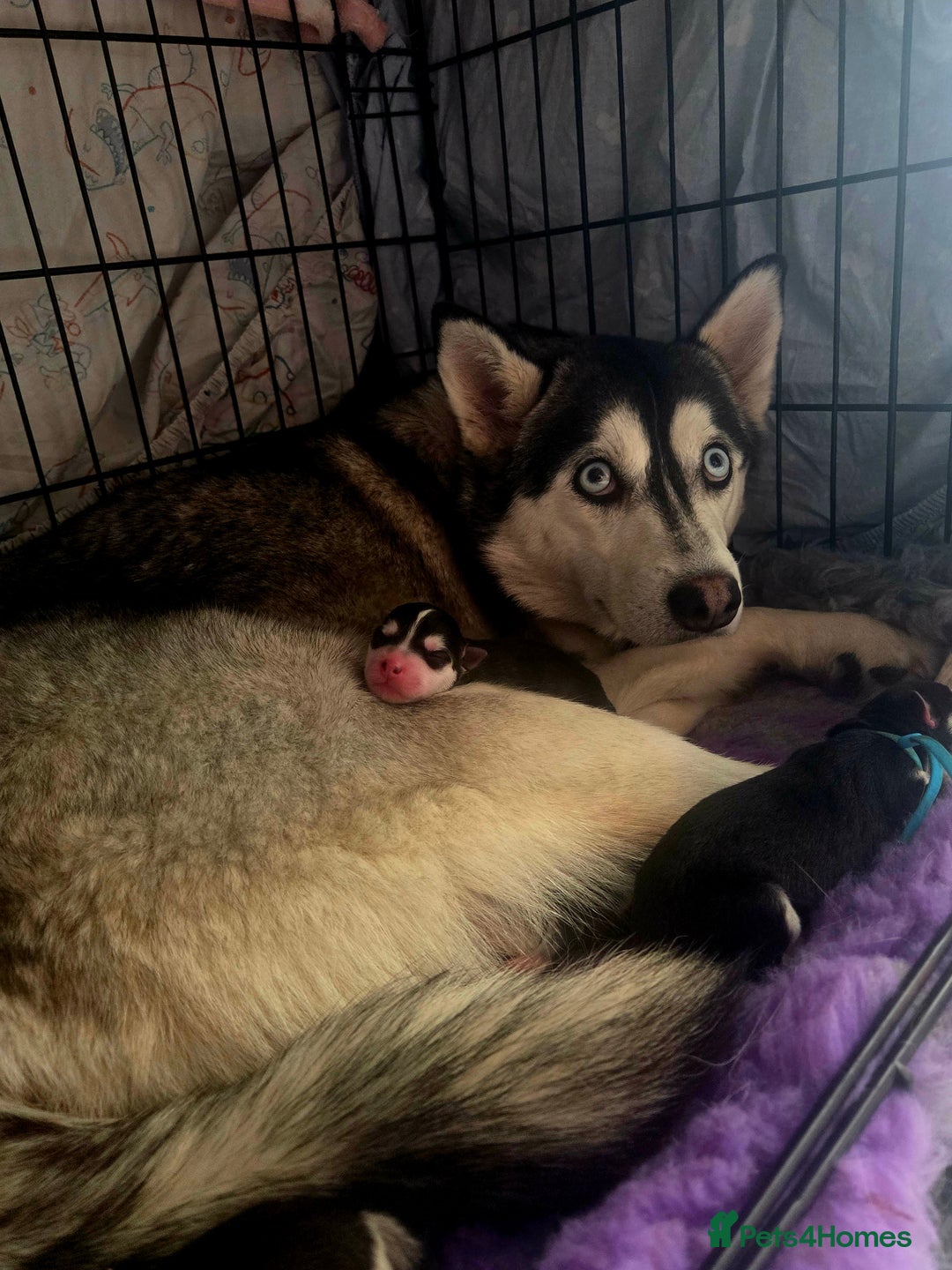 Siberian Husky dogs for sale: Perfect Mini Husky puppies - Image 17