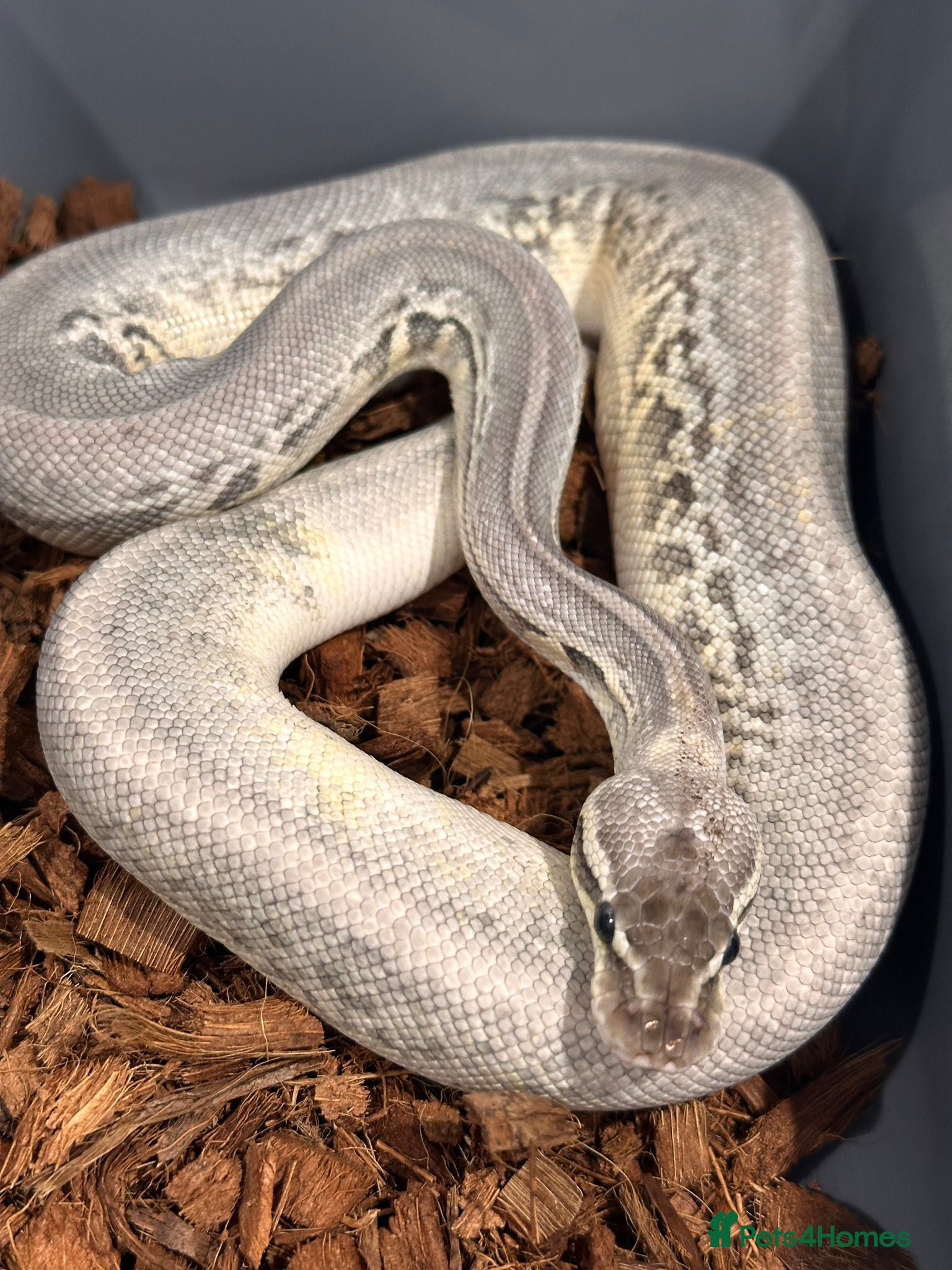 Python Snake reptiles Sterling leopard CB24 - Advert 9