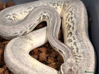 Python Snake reptiles Sterling leopard CB24 - Advert 2