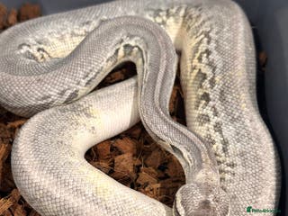 Python Snake reptiles Sterling leopard CB24 - Advert 2