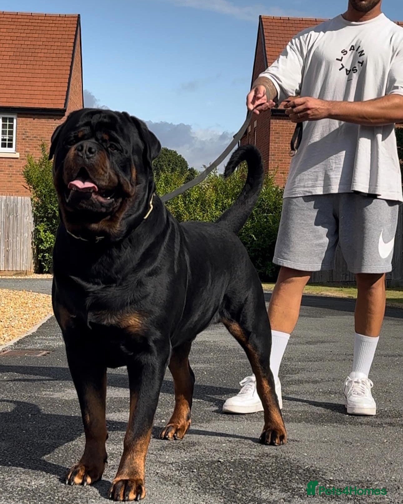 Rottweiler dogs HUGE HEALTH TESTED STUD - 0/0 hips 0/0 elbows in Bedford - Advert 5