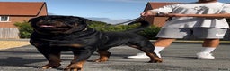 Rottweiler dogs for stud: HUGE HEALTH TESTED STUD - 0/0 hips 0/0 elbows in Bedford - Advert 1