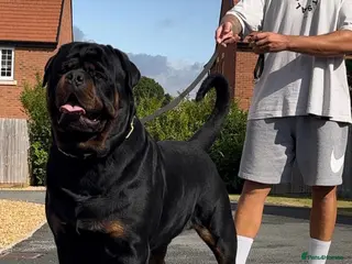 Rottweiler dogs HUGE HEALTH TESTED STUD - 0/0 hips 0/0 elbows in Bedford - Advert 1