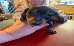 Dachshund dogs for sale: Beautiful dachshund puppies ready now - Image 2