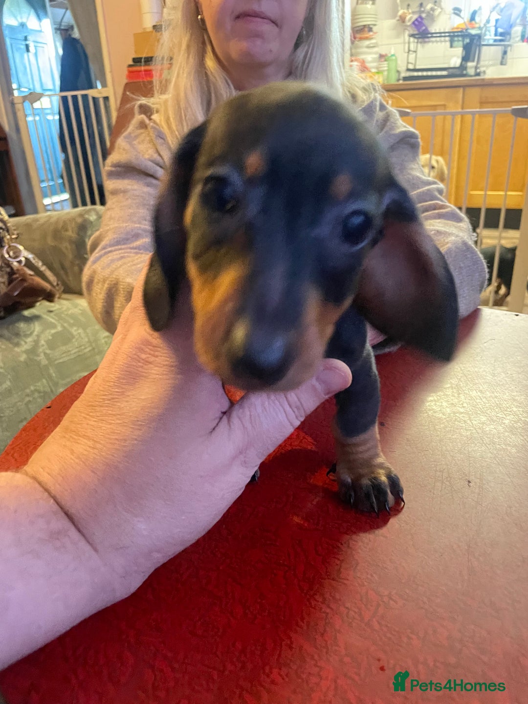 Dachshund dogs for sale: Beautiful dachshund puppies ready now - Image 2