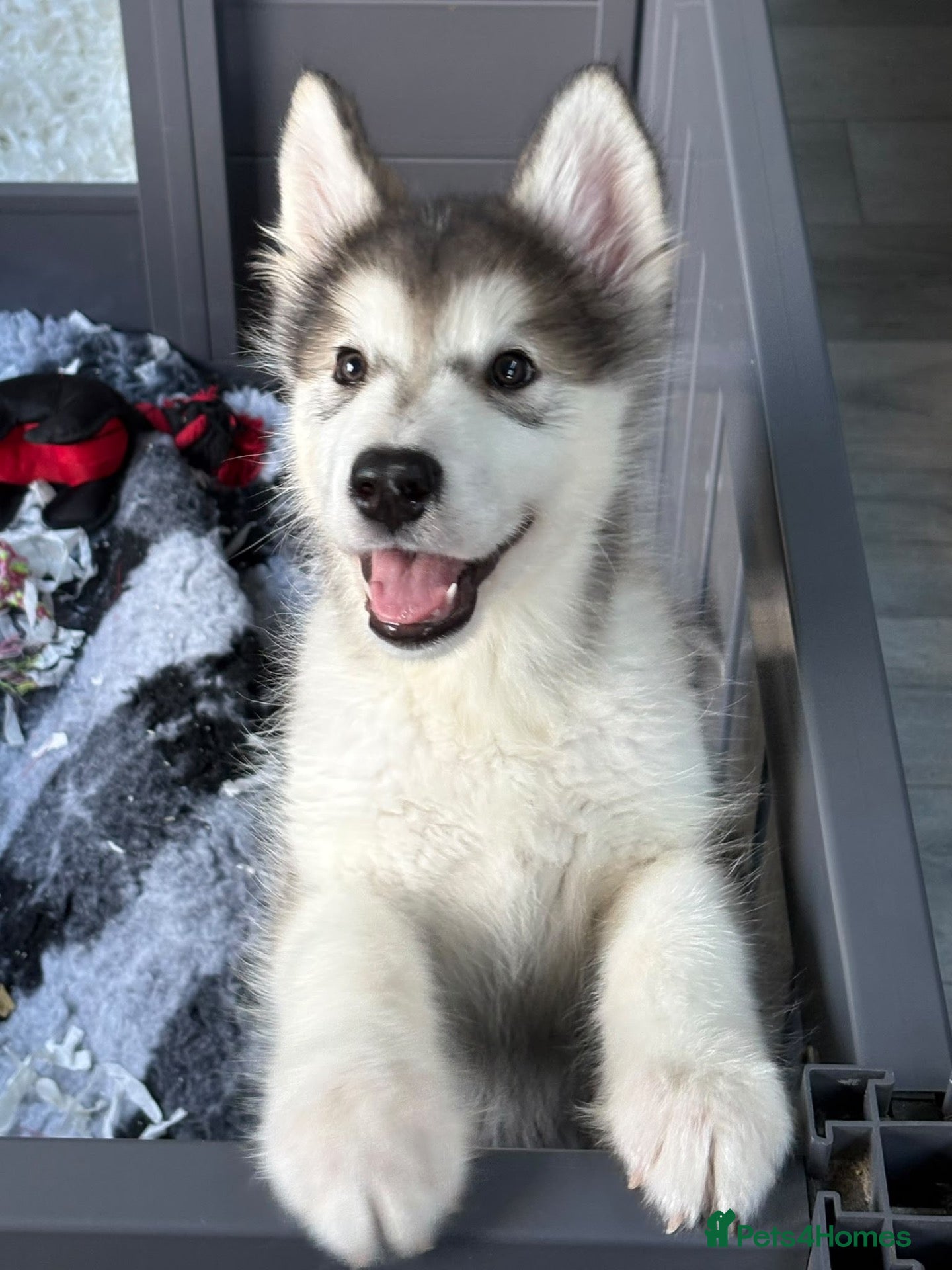 Alaskan Malamute dogs for sale: Champion Line KC Reg Alaskan Malamute Puppies - Advert 1