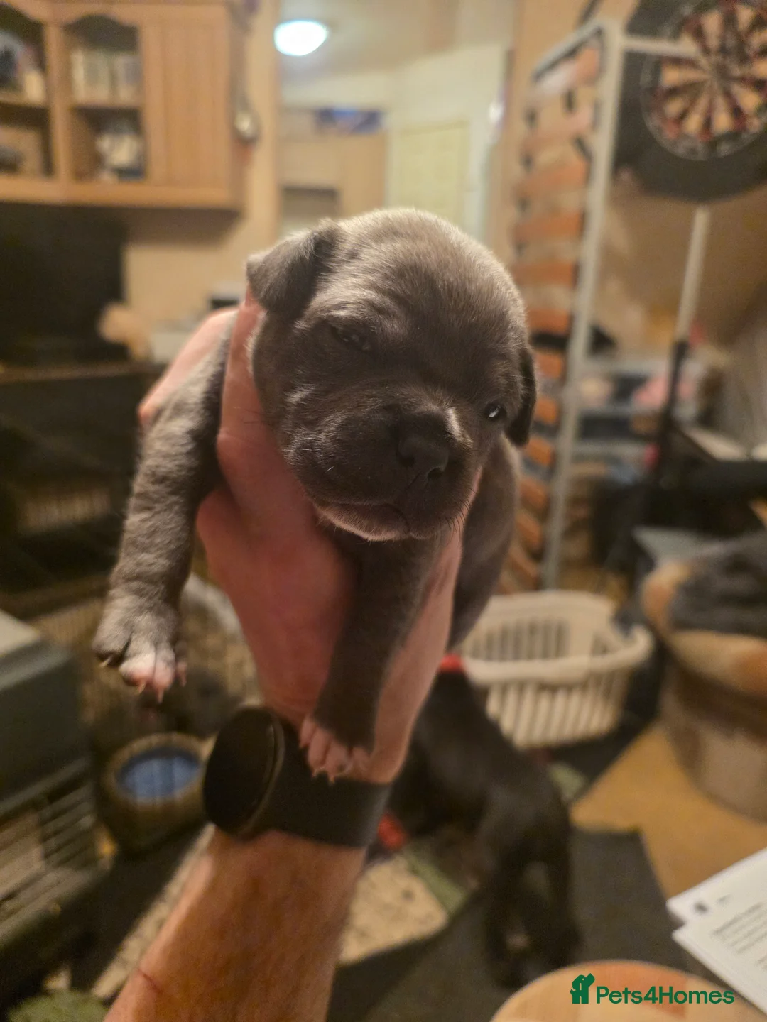 Staffordshire Bull Terrier dogs for sale: Blue Staffordshire Bull Terrier - Advert 14