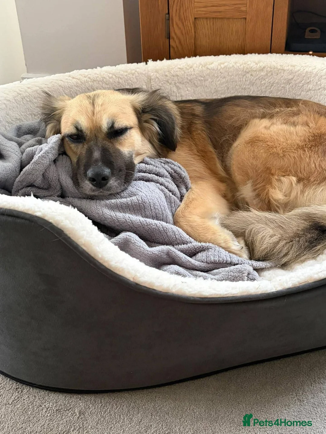Mixed Breed dogs for adoption: Meet Honey, currently residing in Essex in Clacton-on-Sea - Advert 9