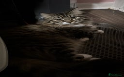 Scottish Fold cats for sale: Scotich fold long hair  - Image 6