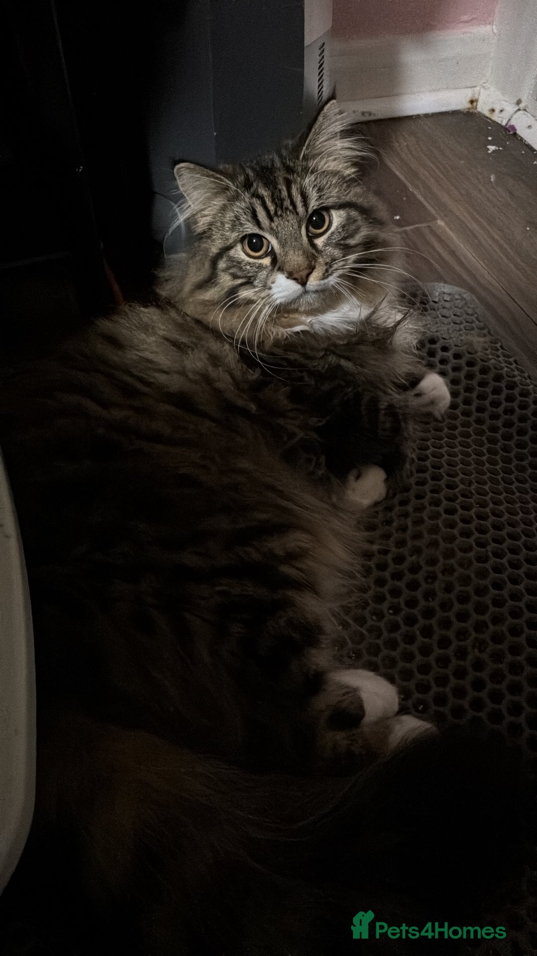 Scottish Fold cats for sale: Scotich fold long hair  - Image 6