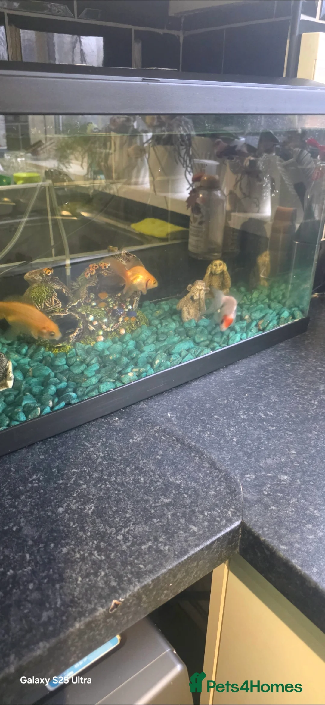 Goldfish fish for sale: 6 goldfish   - Advert 2