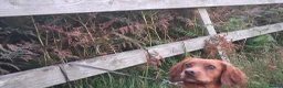 Cocker Spaniel dogs for sale: Red Cocker Spaniel Puppy in Bournemouth - Advert 5