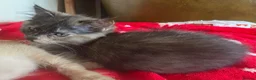 Mixed Breed cats for sale: Long haired tortoiseshell female kittens.  - Advert 3