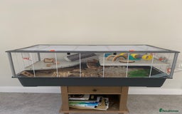 Hamster rodents for sale: Lovely Syrian Hamster  - Image 2